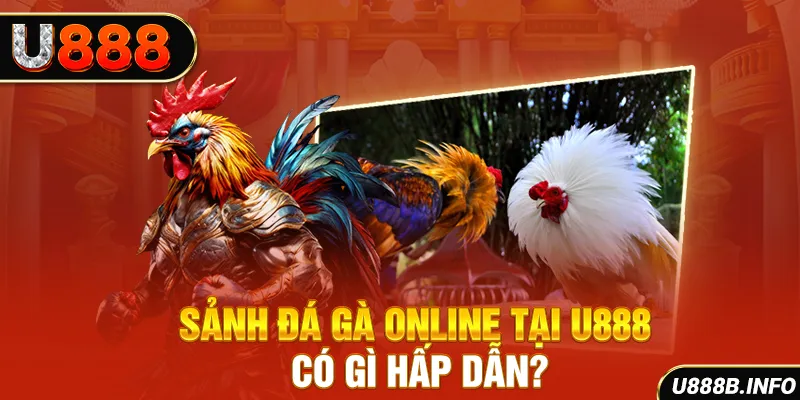 Sảnh đá gà online tại U888 có gì hấp dẫn?